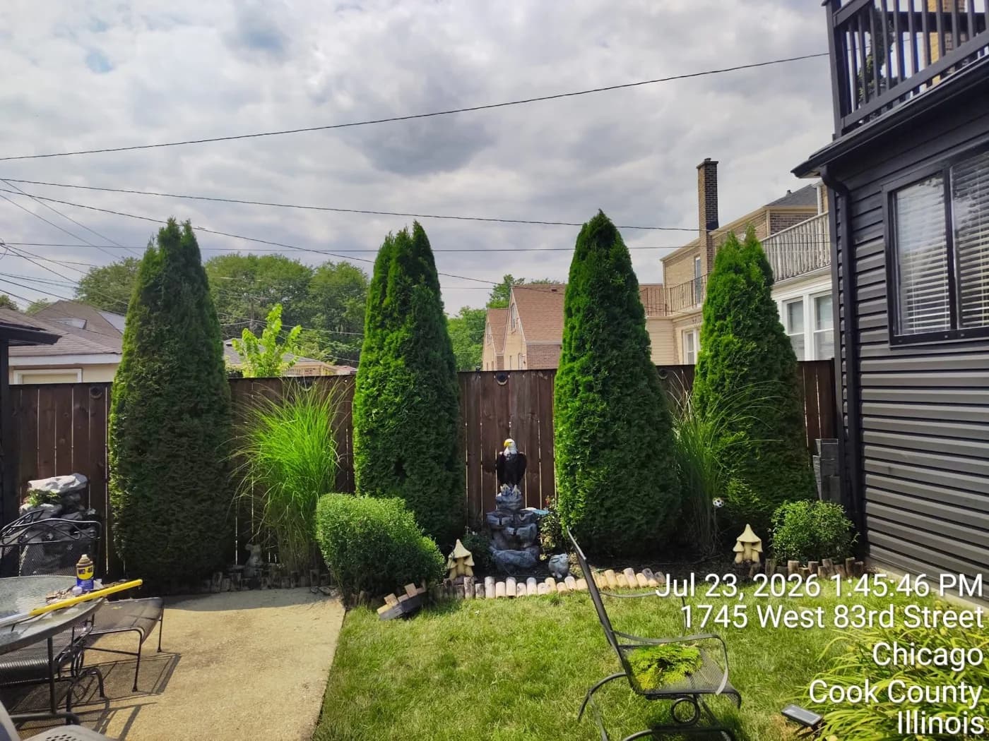 Row of arborvitae screening a city backyard along the fence line