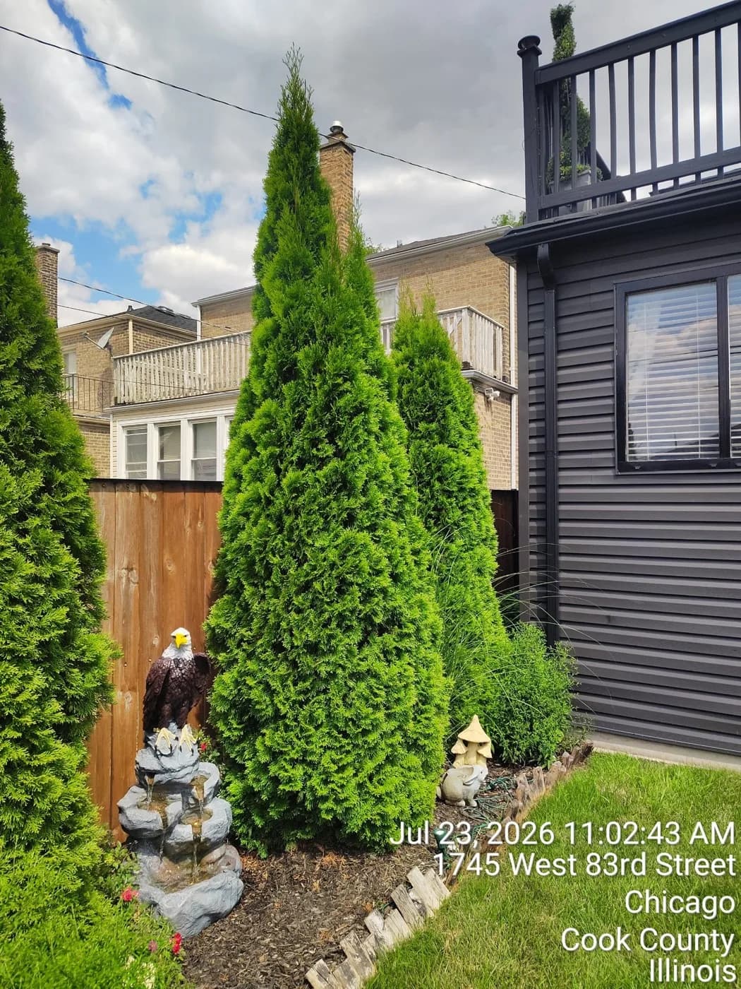 Arborvitae privacy screen planted around a backyard water feature