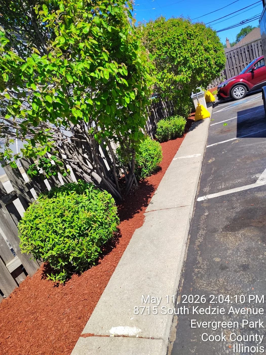 Red mulch strip and clipped shrubs along a commercial fence line