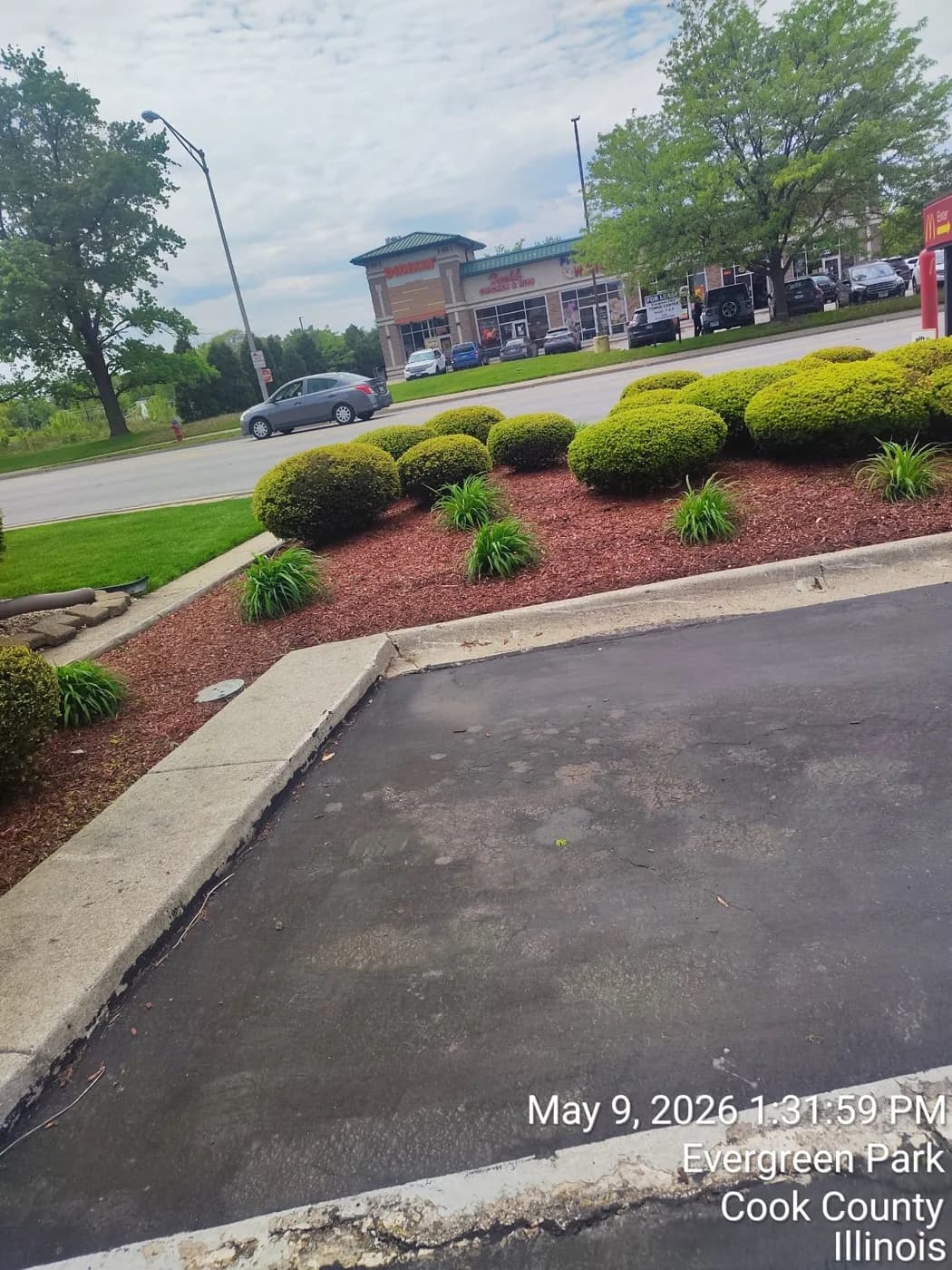 Retail parking lot beds mulched in red with rounded shrubs and grasses
