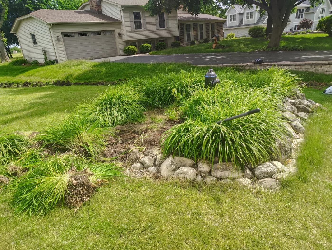 Overgrown daylilies lifted and thinned out of a front bed