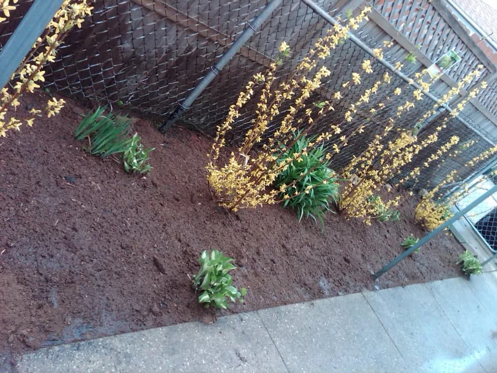 Fresh bed and black dirt around blooming forsythia