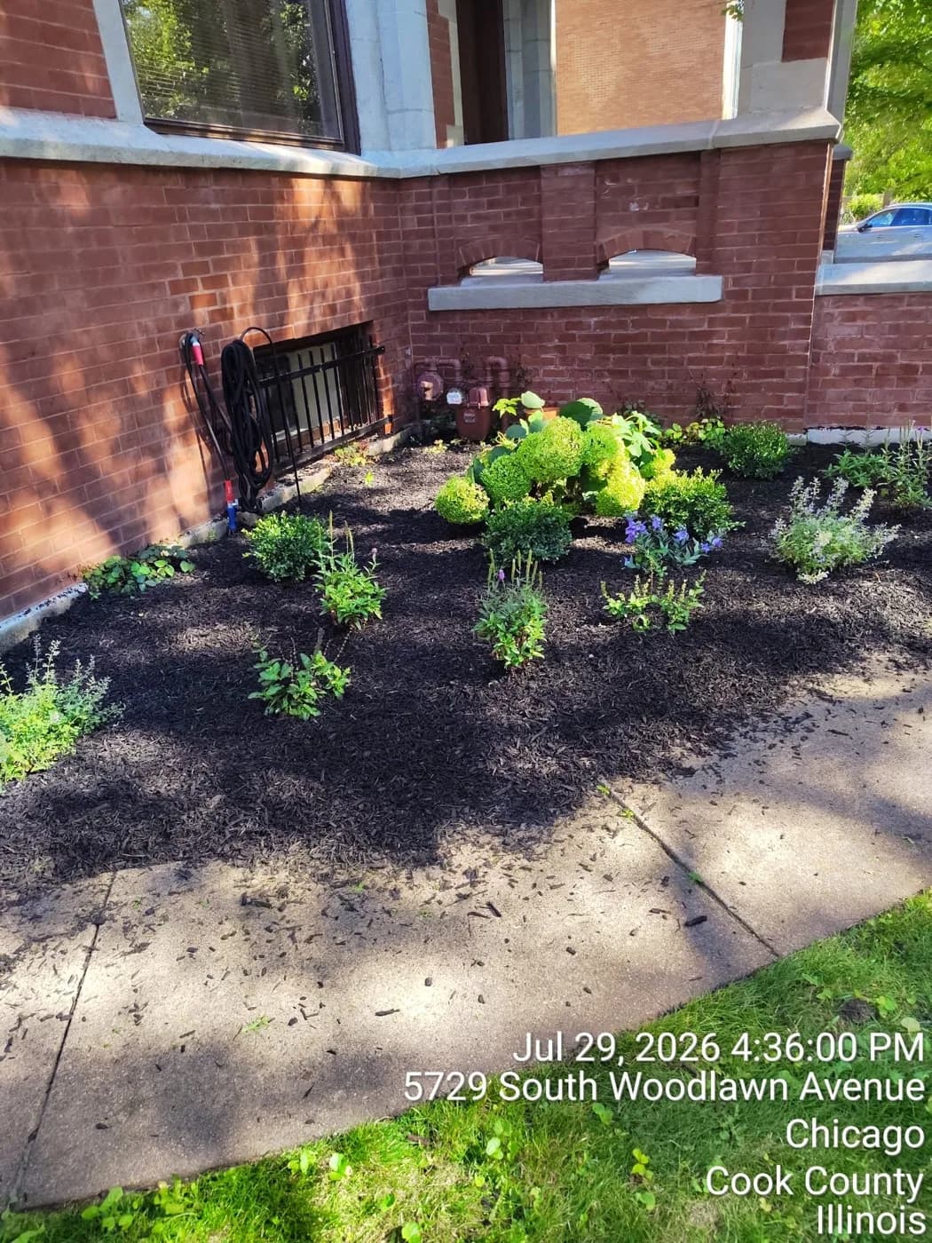 Newly planted bed of hydrangea and perennials in fresh black mulch