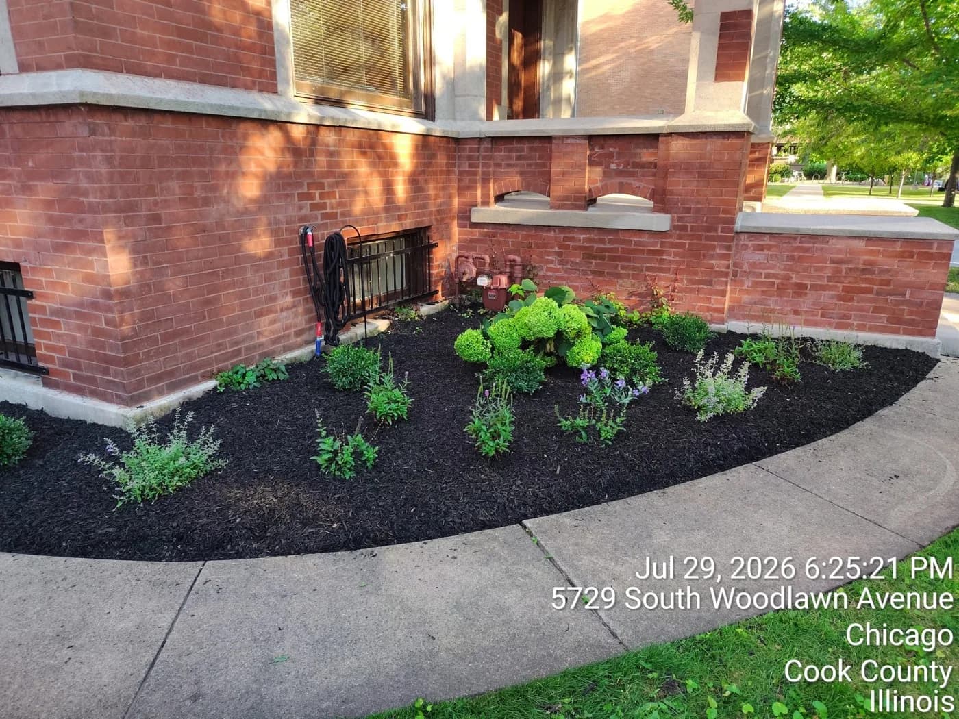 Curved perennial bed in black mulch wrapping a brick city home