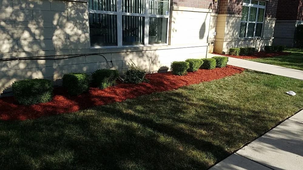 Red mulch bed with shaped boxwoods along a foundation