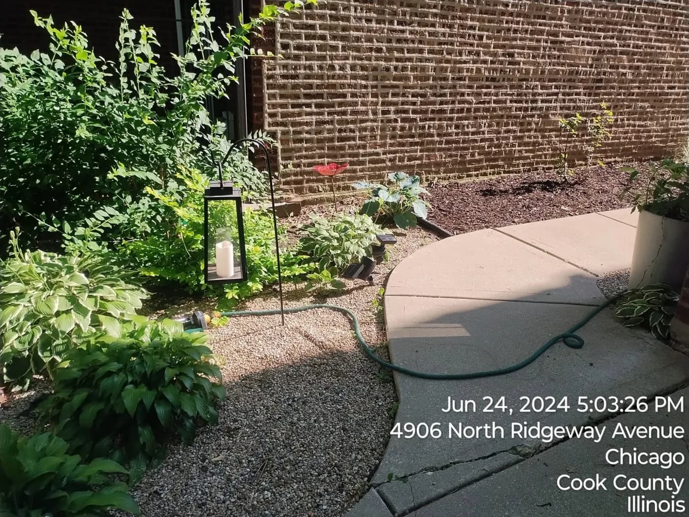 Shade garden with hostas beside a curved walk