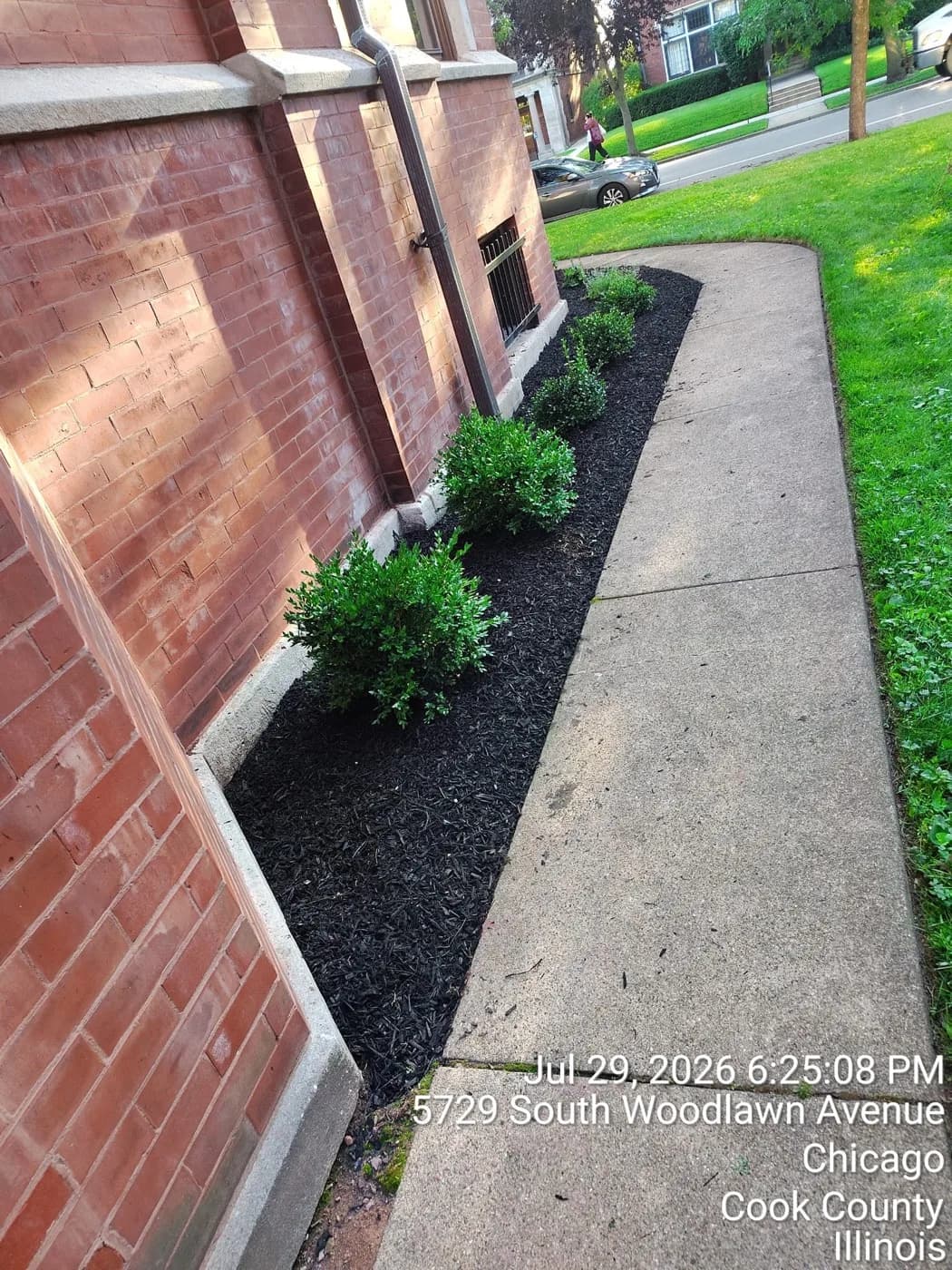 Narrow black mulch bed of boxwoods along a city sidewalk